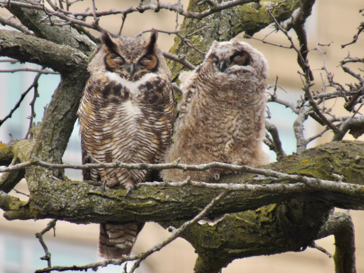 All three of North Pond's great horned owls have now died from eating poisoned rats. Here are the mama and chick. RIP