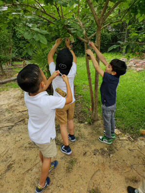 Today at Memorial Elementary first graders culminated their IB Unit: Sharing the Planet by working in the school garden hanging new bird feeders. @ibpyp @DrLMartinezHISD @DraESVillanueva @HISDCentral @TeamHISD @MemorialElm  💯