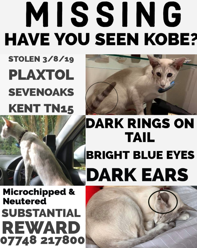 #Missing #Cat #GB #UK Have you seen KOBE. He could be anywhere in the UK. Stolen Aug 2019 and STILL missing. Check out the picture. So you recognise the tail? The Dark Ears? PLEASE LOOK! #Reward #Siamese #Plaxtol #Sevenaoks #Kent Please RT bitly.com/3ccSlIG
