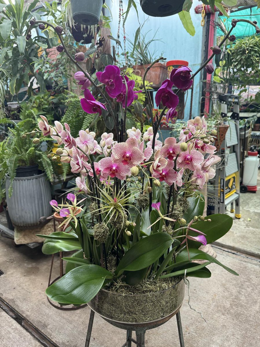 Premade or Custom made arrangements with some incredible blossoms are what Mom wants for Mother's Day! Hurry to Schedule your delivery by calling 713-526-0018 or come by for pick up at 111 Heights Blvd. Happy Mother's Day! #MothersDay #Houston #orchid #plant24