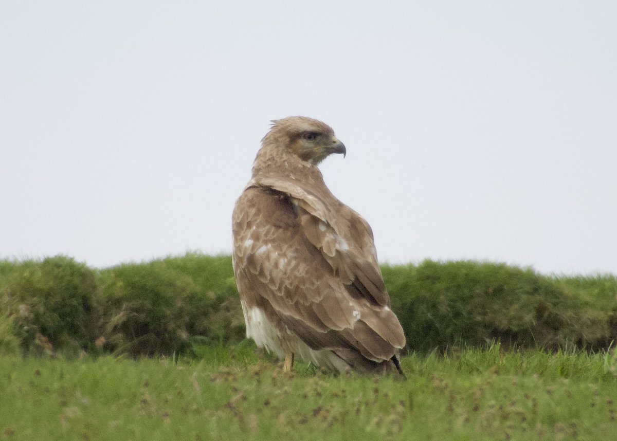 Very light common buzzard that’s frequently in the Kildale area doing a bit of rabbiting on foot @teesbirds1 @nybirdnews @teeswildlife @DurhamBirdClub