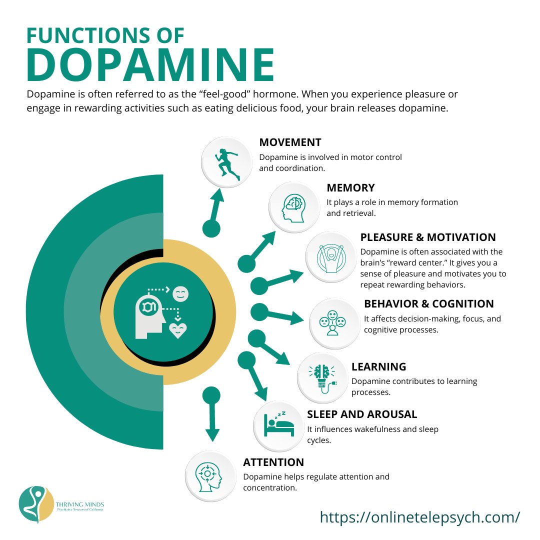 Dopamine is often referred to as the “feel-good” hormone.
When you experience pleasure or engage in rewarding activities (such as eating delicious food), your brain releases dopamine.