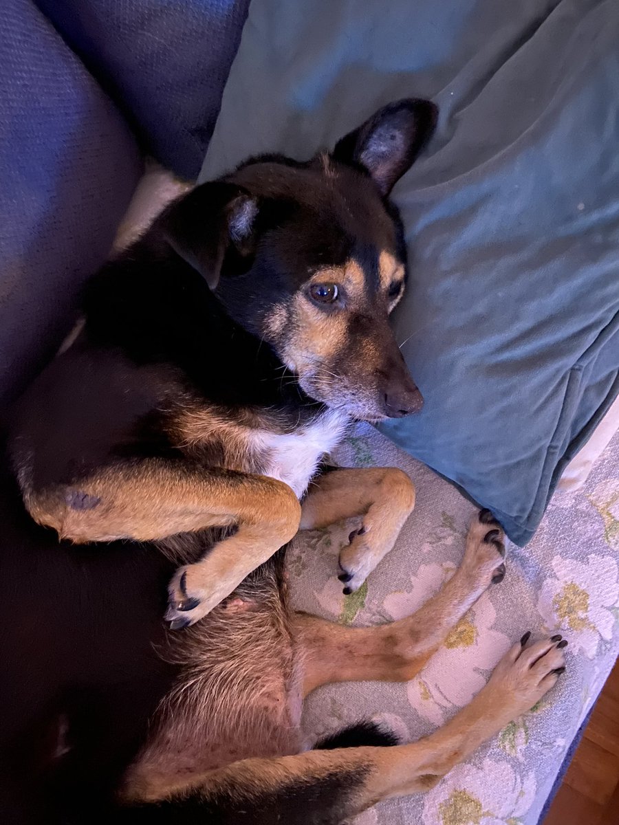 Adopten perritos viejos, solo quieren acostarse a ver la tele como una 😌