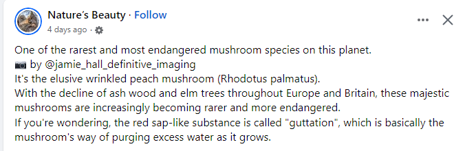 The elusive wrinkled peach mushroom (Rhodotus palmatus)