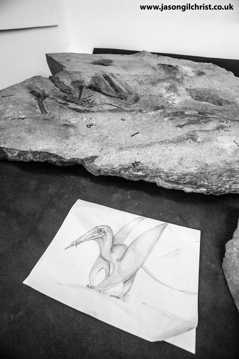 Last week's #FossilFriday was special. Met Dearc sgiathanach the mid-Jurassic pterosaur. Described by @WryCritic+, @SteveBrusatte lab @GeosciencesEd. #Dearc #Jurassic #fossil #pterosaur #palaeontology #paleontology #ScottishGeology #Dearcsgiathanach 👀: cell.com/current-biolog…