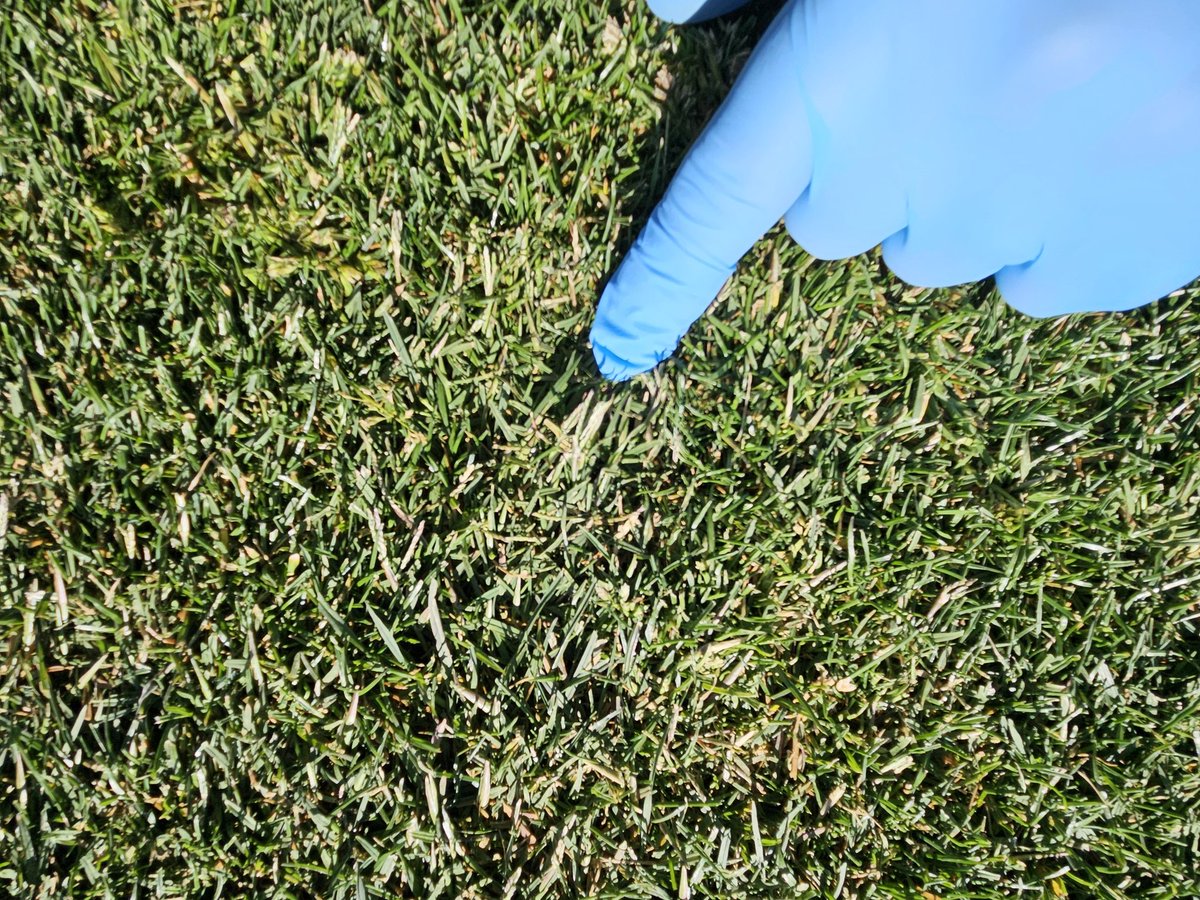 🚨 @sincitygcsa 🚨 did you know there is a scientist (me) studying many of the pests and practices in your region? For example, this study is evaluating new technologies and programs for bermudagrass transition. Please reach out. Let's connect. TY.
