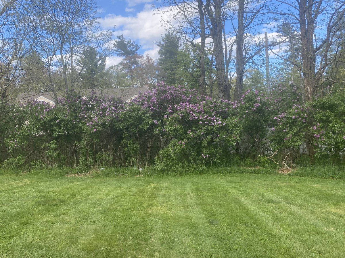The smell of lilacs in the air.