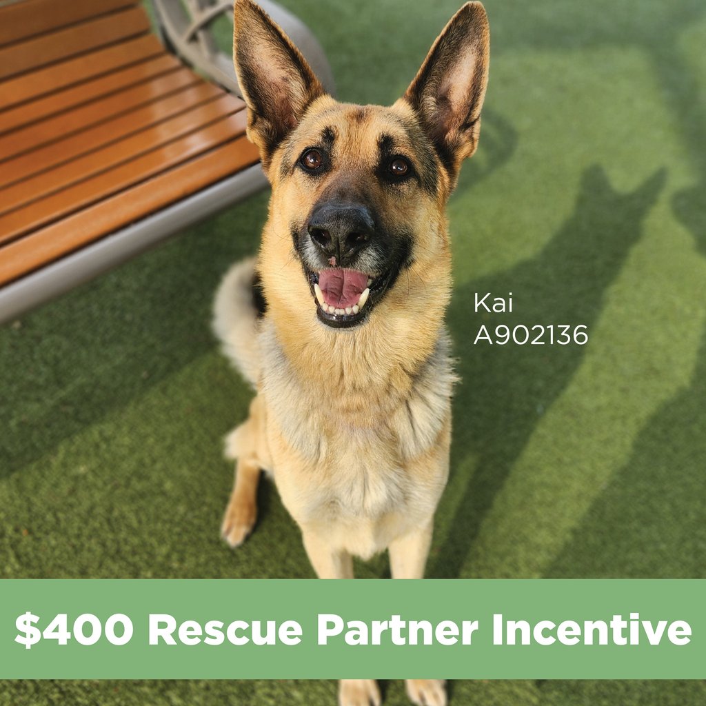 Rescue Partners: For the next two weeks, we're giving you $400 for every dog 40 lbs or over that you take! ⁠ 1. Email animal.rescue@austintexas.gov 2. Pull a dog over 40 lbs from our facility. 3. Receive $400 for each big dog you rescue!