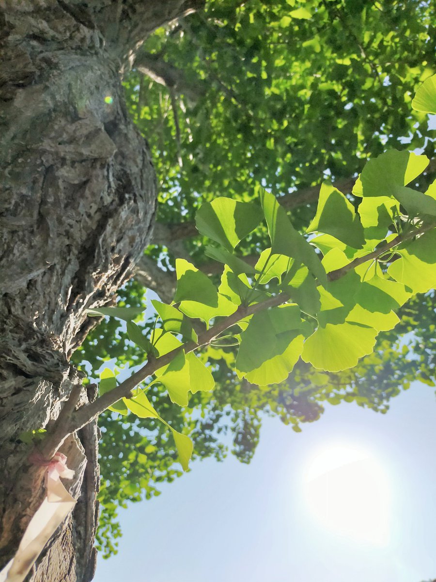 おはニャ✨

ちょっぴの肌寒さと、陽射しの暖かさに幸せを感じる、青空の朝ニャ(*^^*)

みなさんも穏やかで幸せな１日になりますように♡

#旅猫の散歩道