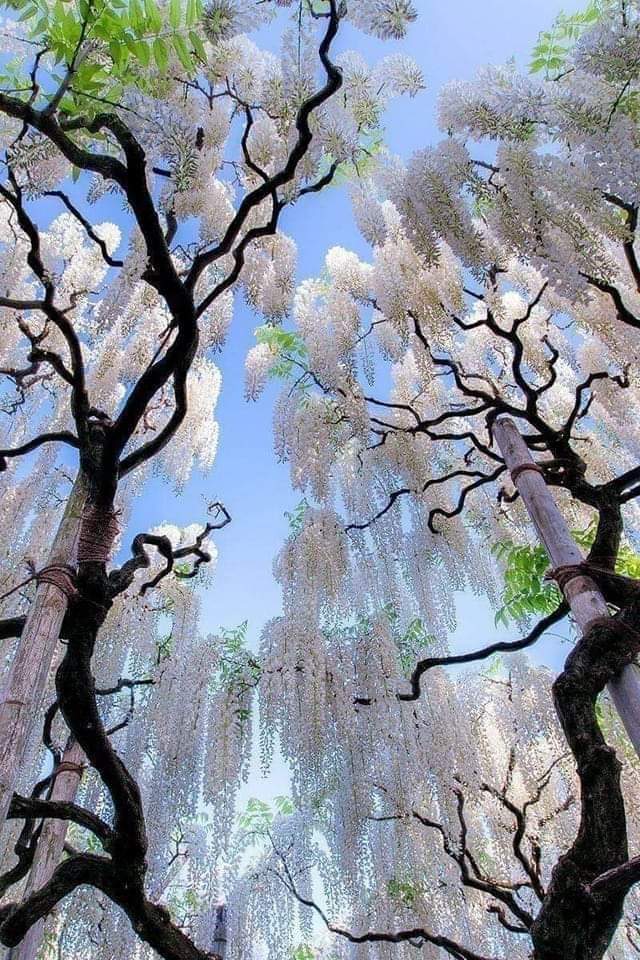 These White Japanese Wisteria Trees
