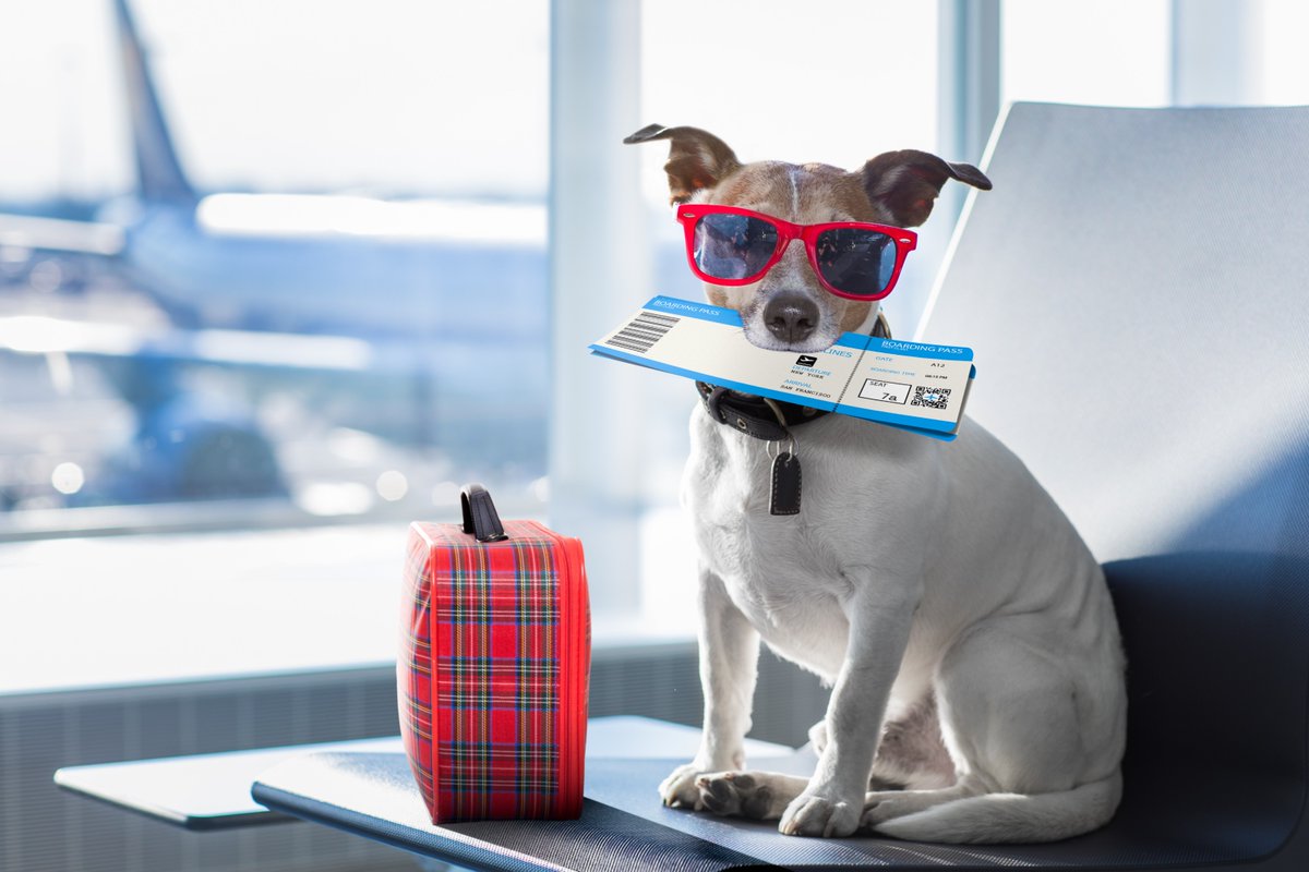 Celebrate National Pet Month with Breeze Airways! 🌟 Did you know that Breeze offers a pet-friendly way to travel when flying with them? 🐶🐱 Check out more facts about their pet policy at bit.ly/BreezePetPolicy  🐾✨ #NationalPetMonth #BreezeAirways #FlyVeroBeach #FlyBreeze ✈️