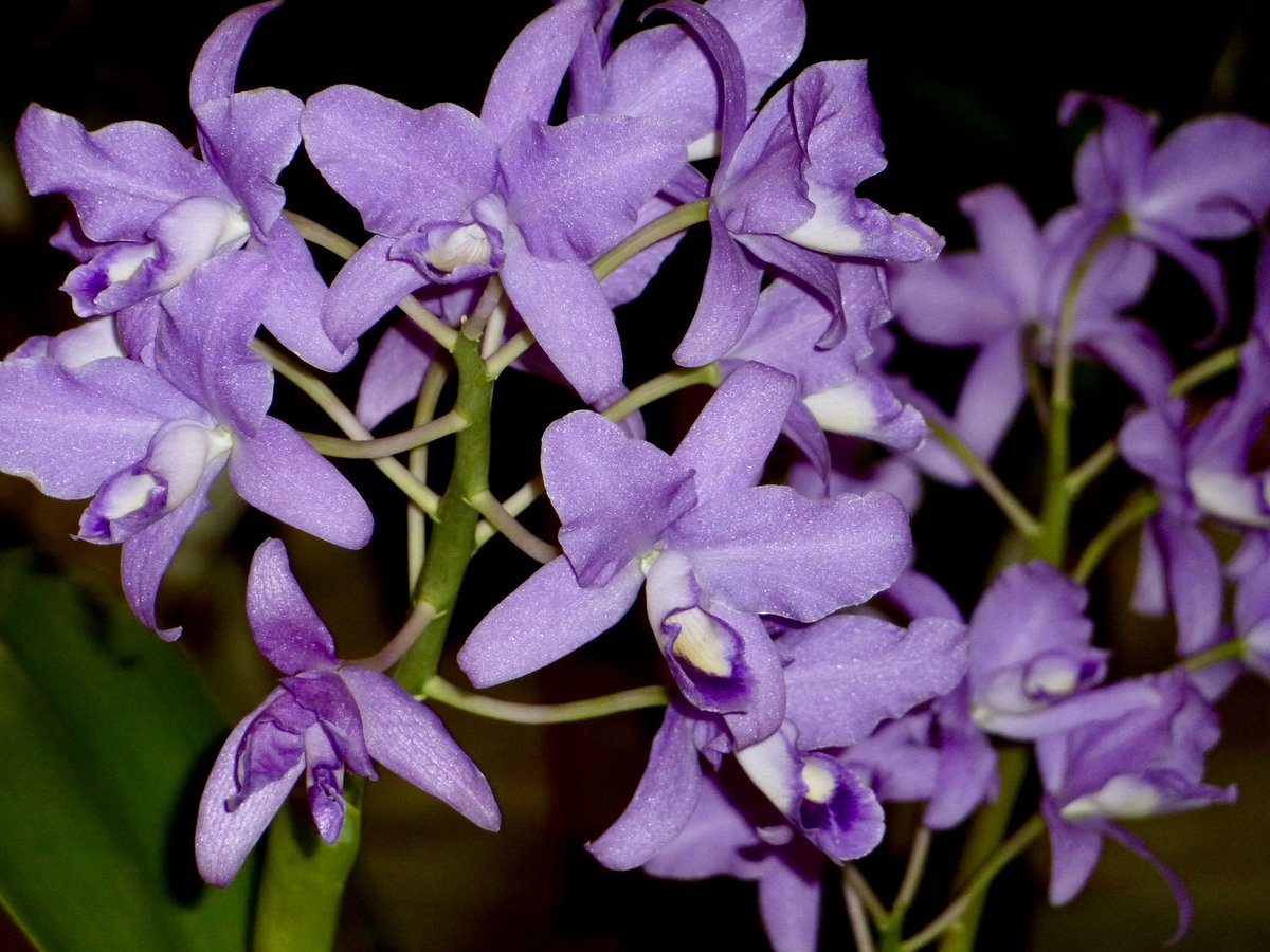 It’s sad that I don’t have any new orchid flowers to share. Here’s an orchid from an orchid show I attended some time ago. Guarianthe bowringiana var coerulea 🌱sky #orchids #gardening #plants #houseplants #flower 🌴📷