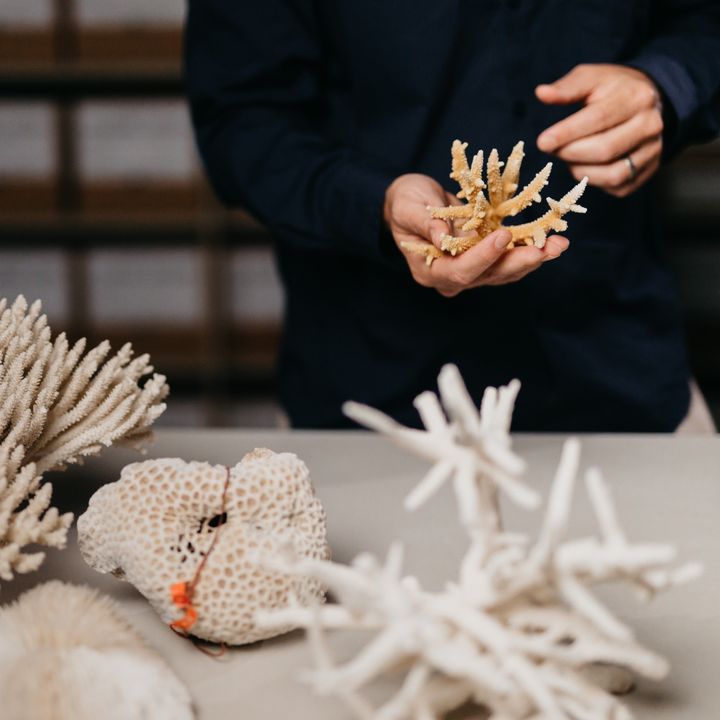We have an exciting opportunity for a Marine Biodiversity Collection Manager (Cnidaria) at Queensland Museum Tropics, Townsville! You'll manage the marine biodiversity collection, supporting scientific research & public engagement initiatives. Apply now: bit.ly/3WB6Wrg