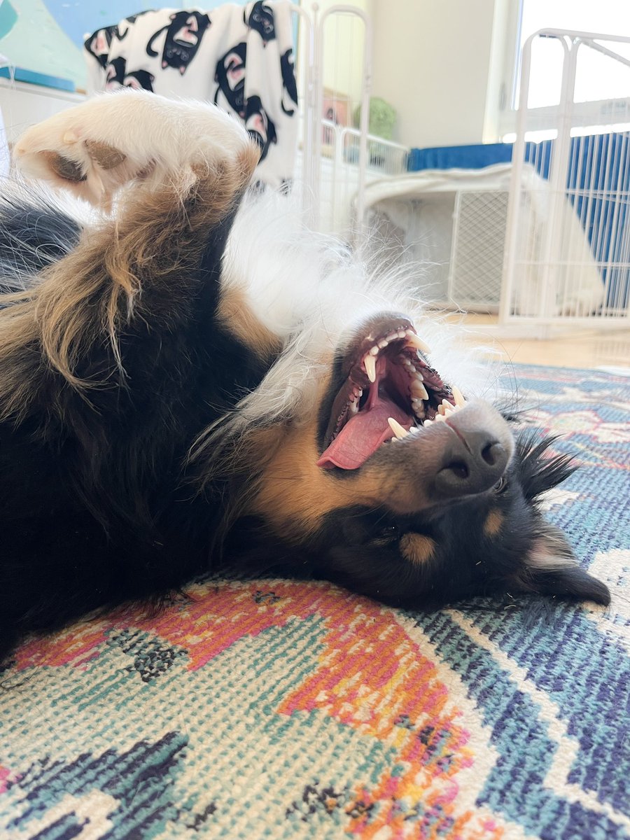 having rocco check my food for gluten before i eat it: never gets old, always feels AMAZING