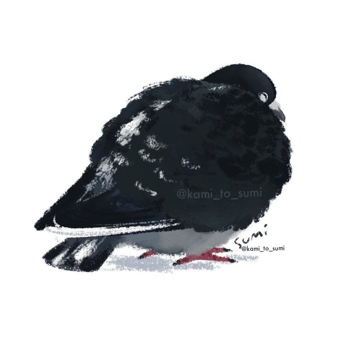冷え込む朝なのでまるい鳩のイラストをまたあげておきます #鳩 #pigeon