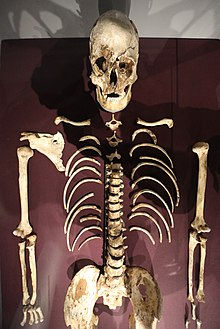 Cheddar man England

⏰ Exist: 9,100 BCE - 7,100 BCE
📌 Found in: Gough's Cave, England
🔬Info: Oldest evidence of man in England.

#HumanEra  #lostcity #Neolithic