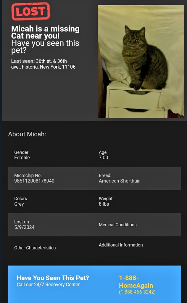 📢🇺🇸🆘️⏳😿Please RT to find Micah #NYC #missingcat #lostcat #Queens #CatsOfTwitter #CatsOfX @HAPetRescuer