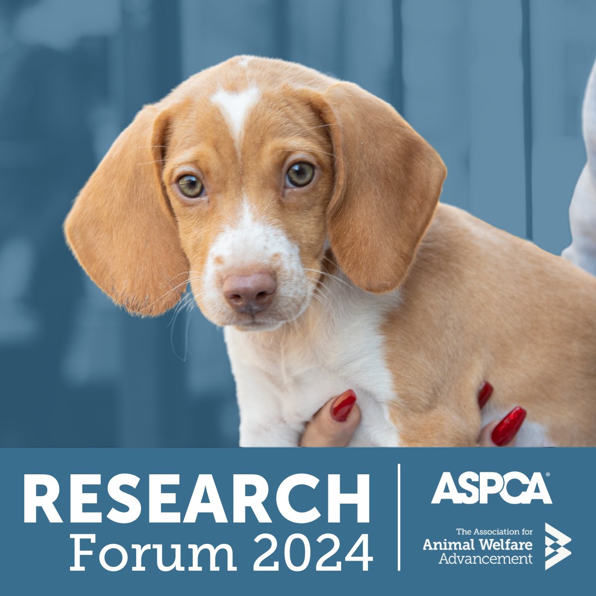 ⭐Research Grant Applications Now Open!⭐ As we gear up for the 2024 @ASPCA-AWAA Research Forum, we're excited to announce that applications for our research grants are now being accepted. #GrantOpportunity #AnimalRescue Apply before June 30. 👇 airtable.com/appPgjFngLapeT…