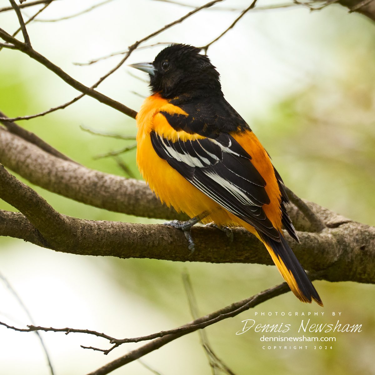 Visiting #ProspectPark last week ! It was great to see a a Baltimore Oriole!
DennisNewsham.com New Online store design ! A resource for wildlife themed gifts. #Oriole   #nyc #gifts   #birdcpp