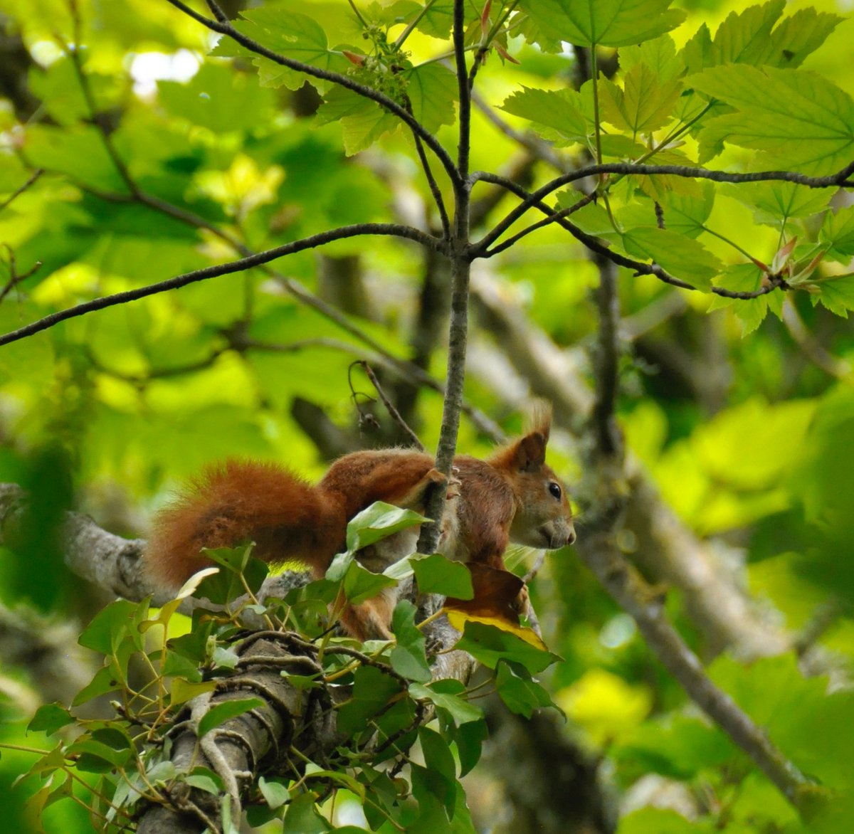 Forgot in my post-poetry fest haze to post this pic of one of @PenrhosSave's famous red squirrels, who obliging appeared for me as I wandered through the trees on Monday afternoon. #Penrhos #Anglesey #RedSquirrels