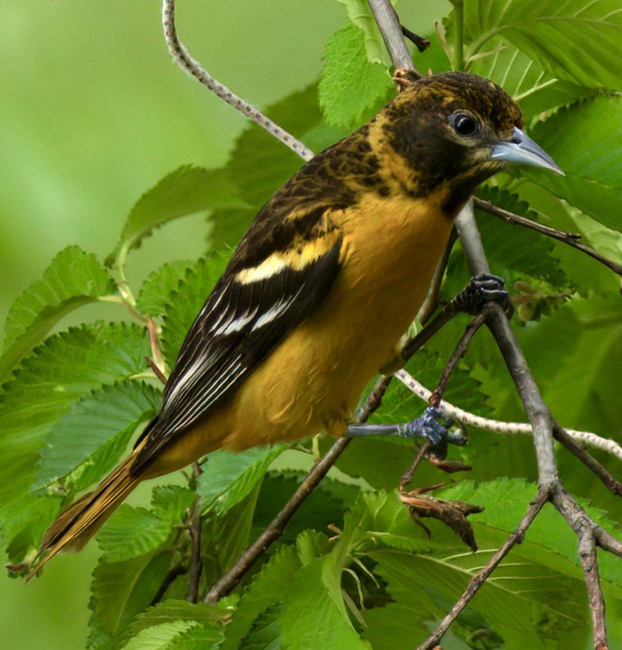 a beautiful Baltimore oriole @prospect_park today.