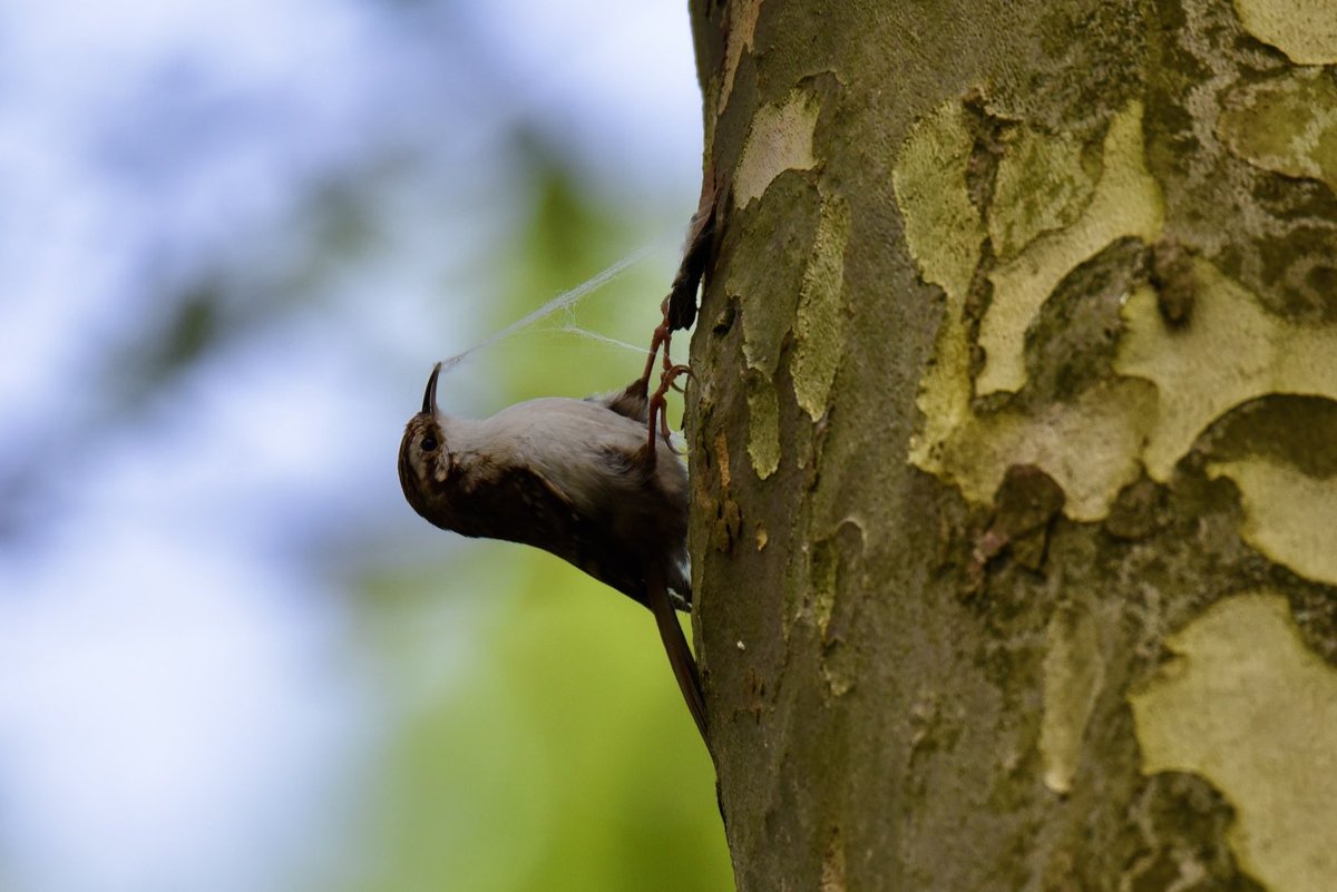Don’t you just hate it when that happens?
                                           Treecreeper Manchester, UK         #birds #bird #nature #birdsoftwitter #wildlife #birdphotography #naturephotography #wildlifephotography #birdsofX #birdwatching #birdlovers #nikon #birdlife