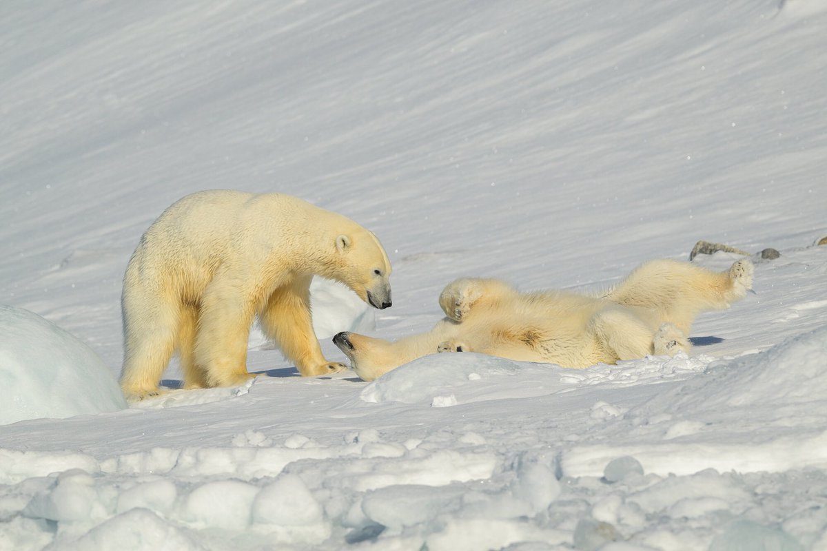 I am incredibly privileged to have recently witnessed this “once in a lifetime” moment in nature, the start of the next generation of polar bears in Svalbard.