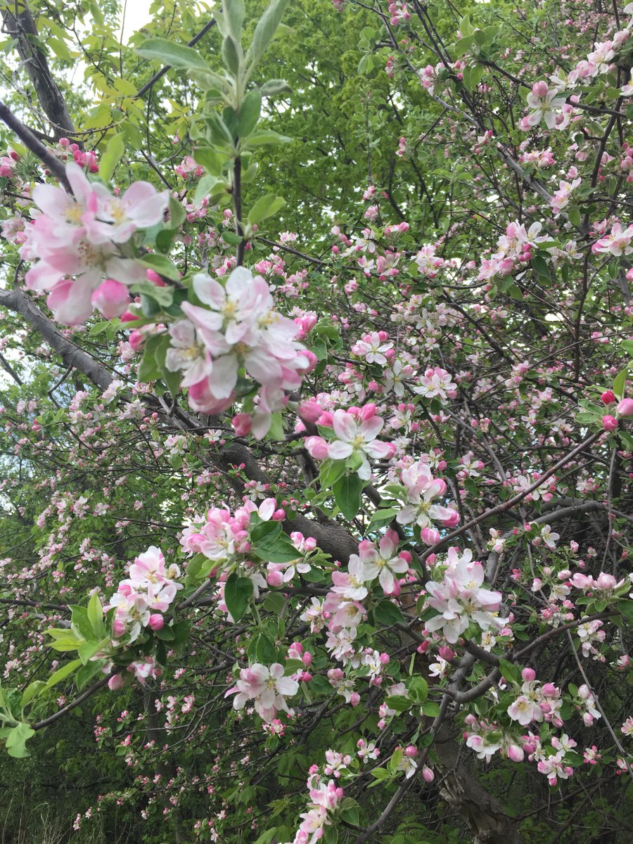 #educatorsONtherun #RWRunStreak Day 1625 A relaxed 3 miles (5 km) run this afternoon. Whilst enjoying this beautiful apple blossom, I heard a load croak above me and looked up to see a heron fly away from its treetop nest. #RunEveryDay