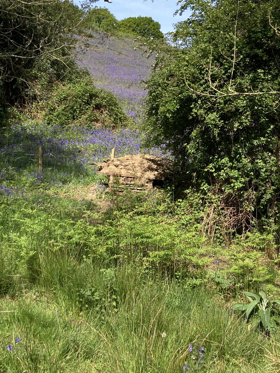 @DaveThroup The bluebells in the field off Old Hollow are not bad too ( and you could smell them). #TesstheDog was sniffing at the smellier wild garlic in the woods below. The newly constructed small animals and insect house looks good. And Elgar is decorated for the well dressing.