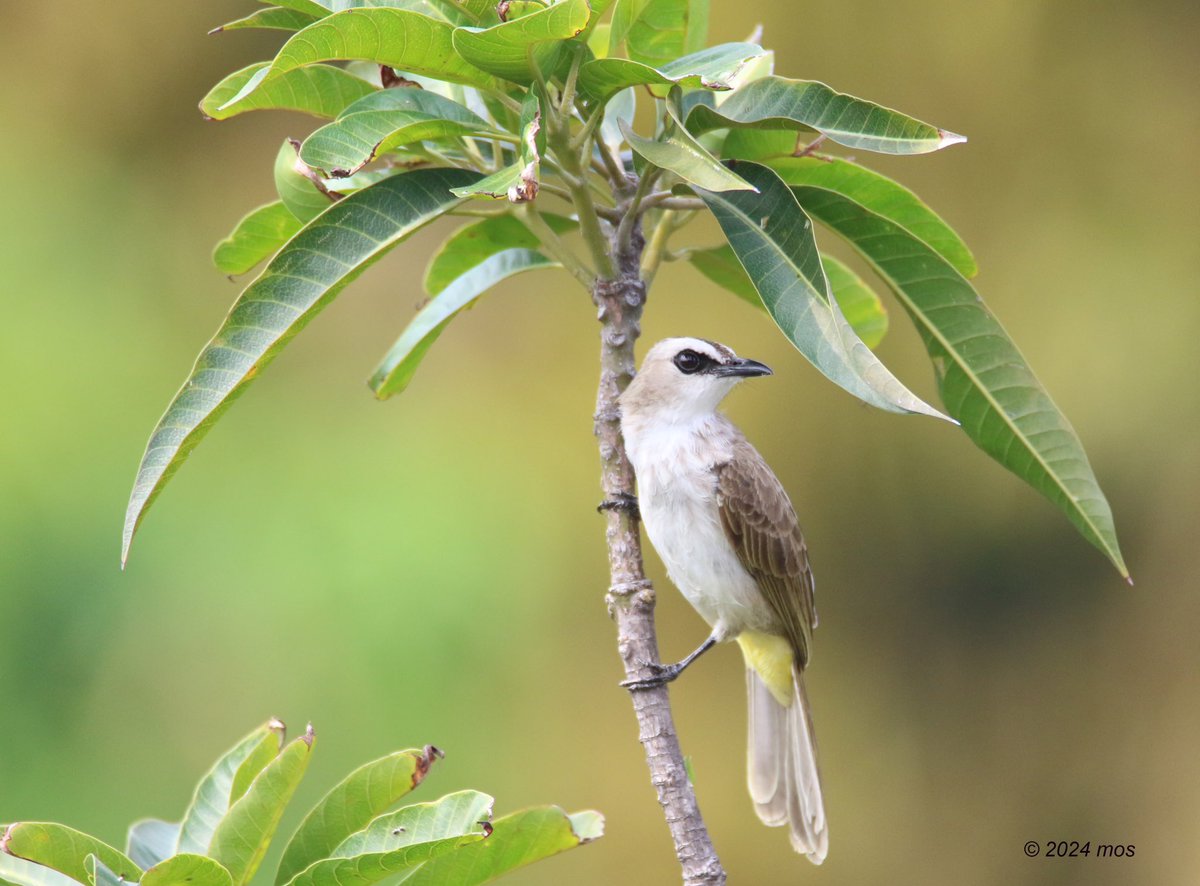 Yellow-vented Bulbul (Pycnonotus goiavier) #birdwatching #birdsinbackyards #bulbul #birdphotography #BirdTwitter #TwitterNatureCommunity #TwitterNaturePhotography #birdsofindonesia