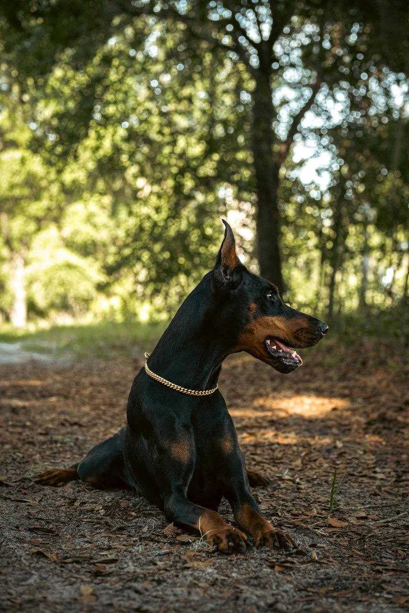 Did you know? Dobermans were created by a tax collector to protect him during his rounds. Loyalty runs deep in their genes! 🐾 #DogFacts #DobermanLove

#dogs #dog #puppies #puppy #animals #doglife #doglovers #animal #pets #doglover #caninelovers #cute #doggo