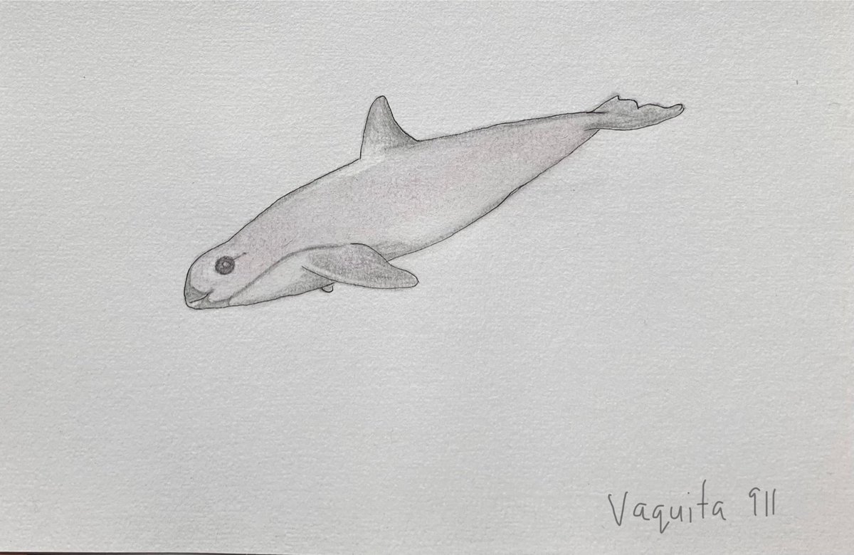 Vaquita 🩵💙 Today’s art practice was focusing on capturing a sense of movement.

Porpoises move quickly through the water and aren’t as acrobatic as dolphins.

They are actually more closely related to Beluga & Narwhals than they are to dolphins.