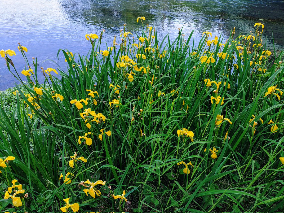 黄菖蒲💛
花言葉は幸せを掴む、情熱、友情ですって
ジャンプ的ね
#YellowFriday