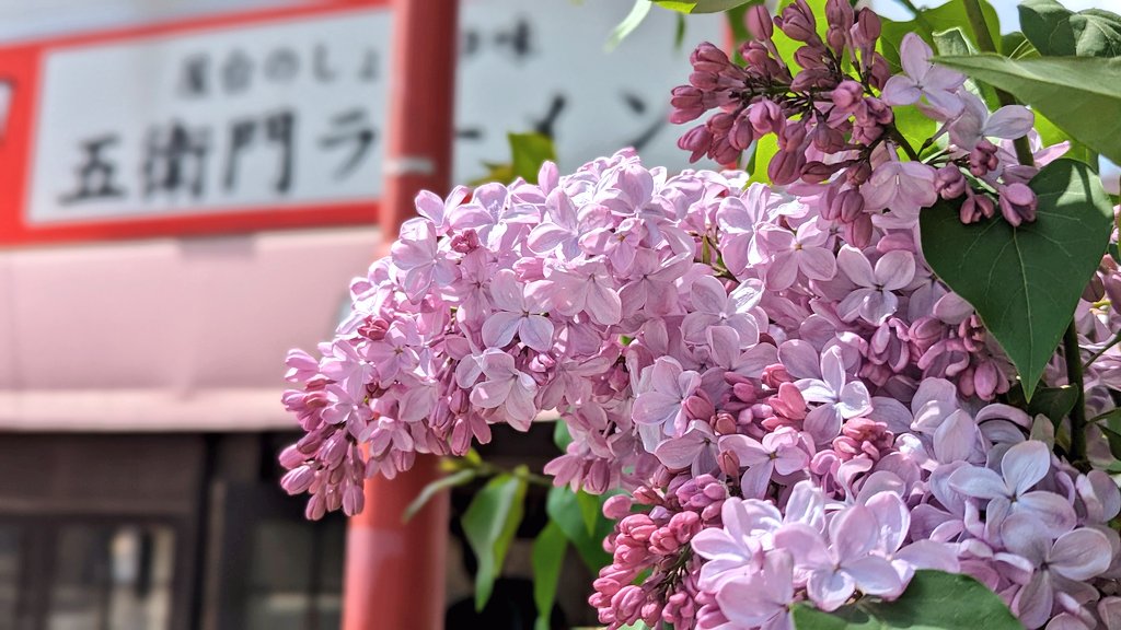 五衛門ラーメンの前に佇むエゾヤマザクラの傍らに、小さく愛らしいライラックの木があります。

開花した花と蕾が織りなす濃淡が美しい。