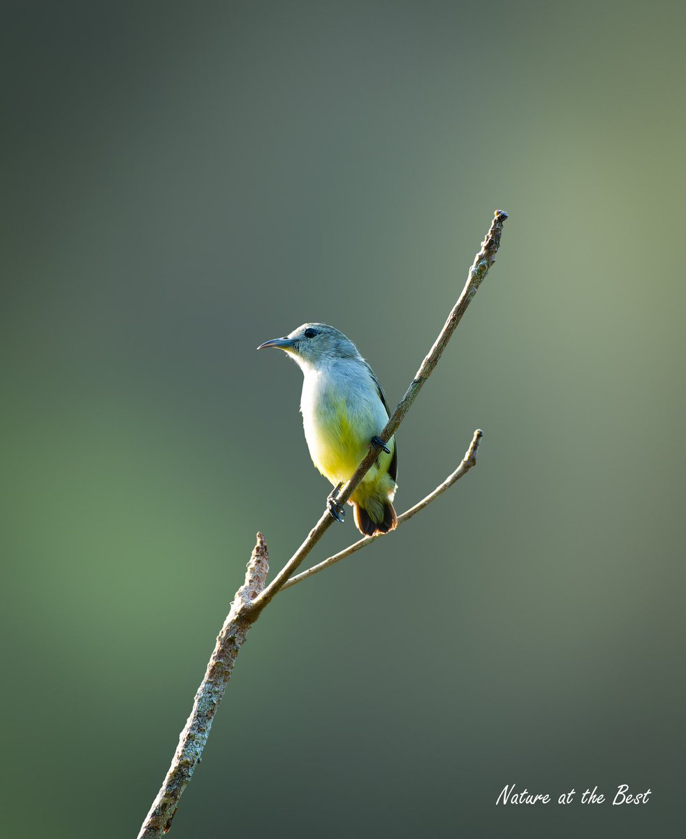 Andaman Flowerpecker, Port Blair, India #birds_captures #planetbirds #birding #birdfreaks #your_best_birds #birds #birding