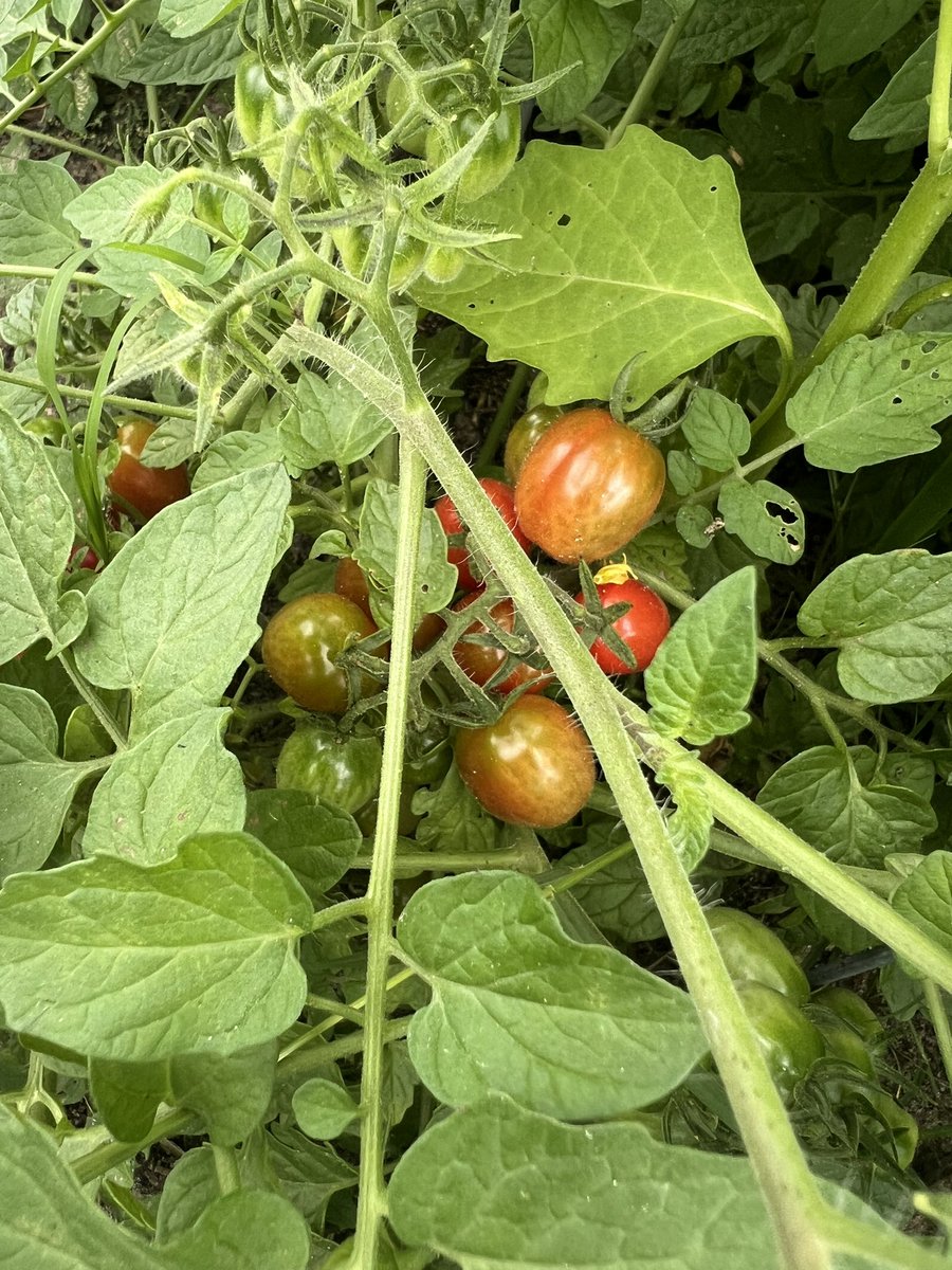 A few more pics from the garden! <a href="/HumbleISD_OE/">Oaks Elementary</a>  <a href="/Allison_C25/">Allison Chandler</a>