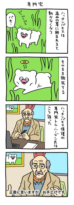 絶滅寸前の動物ハッチンパモス「専門家」 qrais.blog.jp/archives/27977…