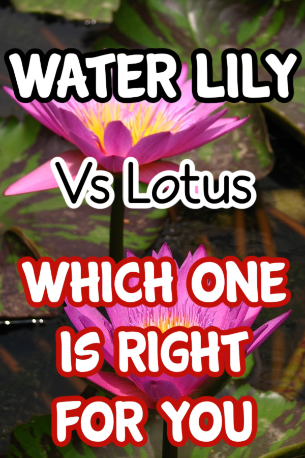 Water Lily vs. Lotus

dianfarmer.com/water-lily-vs-…
#backyardgardening #veggiegarden #kitchengarden #organicgarden