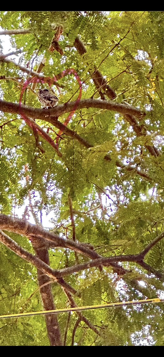 While u walk…
Look up…
There’s always someone watching you💓 🦉 
&
Look down too..
Little creatures…you can avoid trampling them!

#morningwalkstories #vrupix