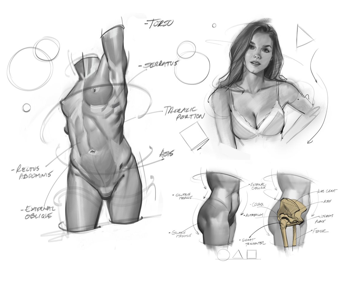 Another sample page from my new eBook! #figuredrawing #gesturedrawing #shading #painting #valuestudy #portrait #pelvis #femaletorso #torso #muscles #gottogetbetter #sketches #doodles #abs #core