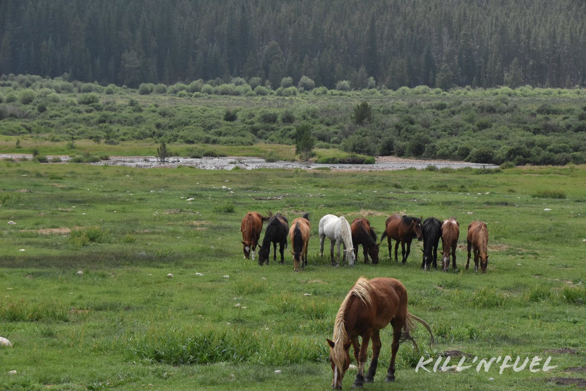 Mowing the grass #Colorado #landscape #horse #field #river #Green