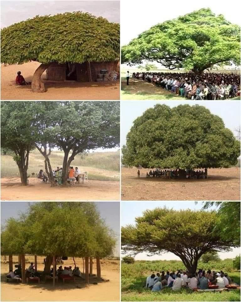 They understand importance of trees !!
