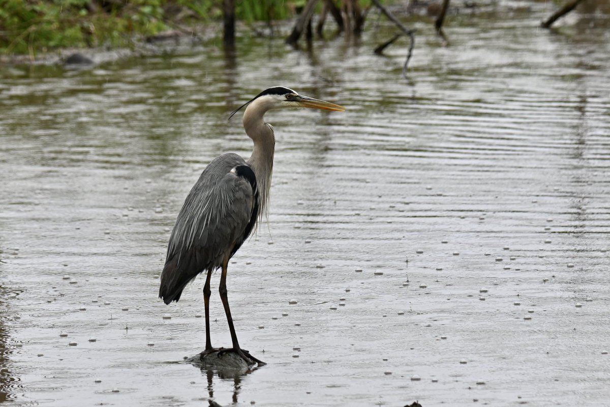 GaryGstraw1's tweet photo. Our first full day in Ohio State USA was a wet one, although not a complete washout as we birded from the car, traveling to several state reserves we picked up 4 lifers and managed a few images on the way; House Martin, Great-Blue Heron, Eastern Kingbird &amp; Downy Woodpecker. https://t.co/Cvkgk3HxQC