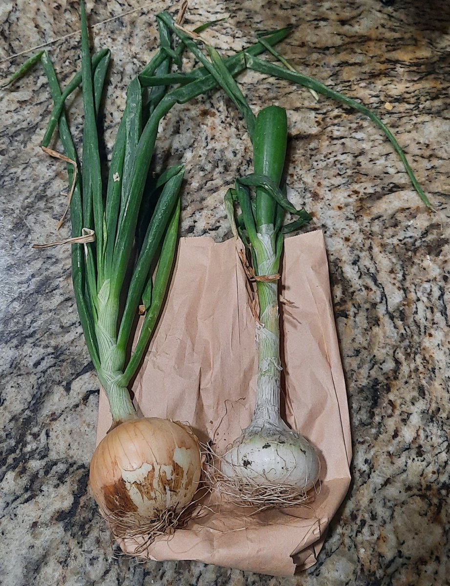 Not only do we have the best students but the BEST Librarians. Mr.T goes above and beyond for our students and staff. Today, I was gifted onions from our school garden. THANK YOU!! 👏🏽💚💛 #rebelnation @NISDRoss @sulrossreads