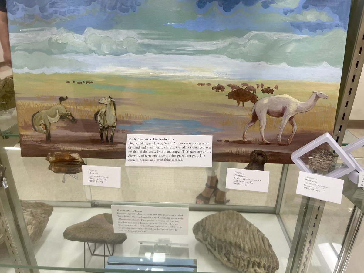 ⚒️ Dr. David Moss and his Paleontology (GEOL 3415) students used specimens from the SHSU Natural History Collections to create displays focusing on TX fossils for the 3rd floor of the Lee Drain Building.  Original student artwork included in these displays🌟