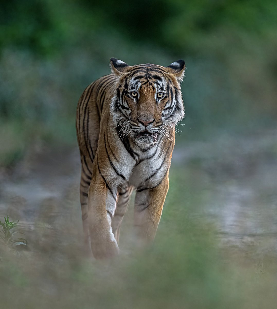Tiger, Corbett Tiger Reserve @NikonIndia #nature #wildlife #natgeoindia