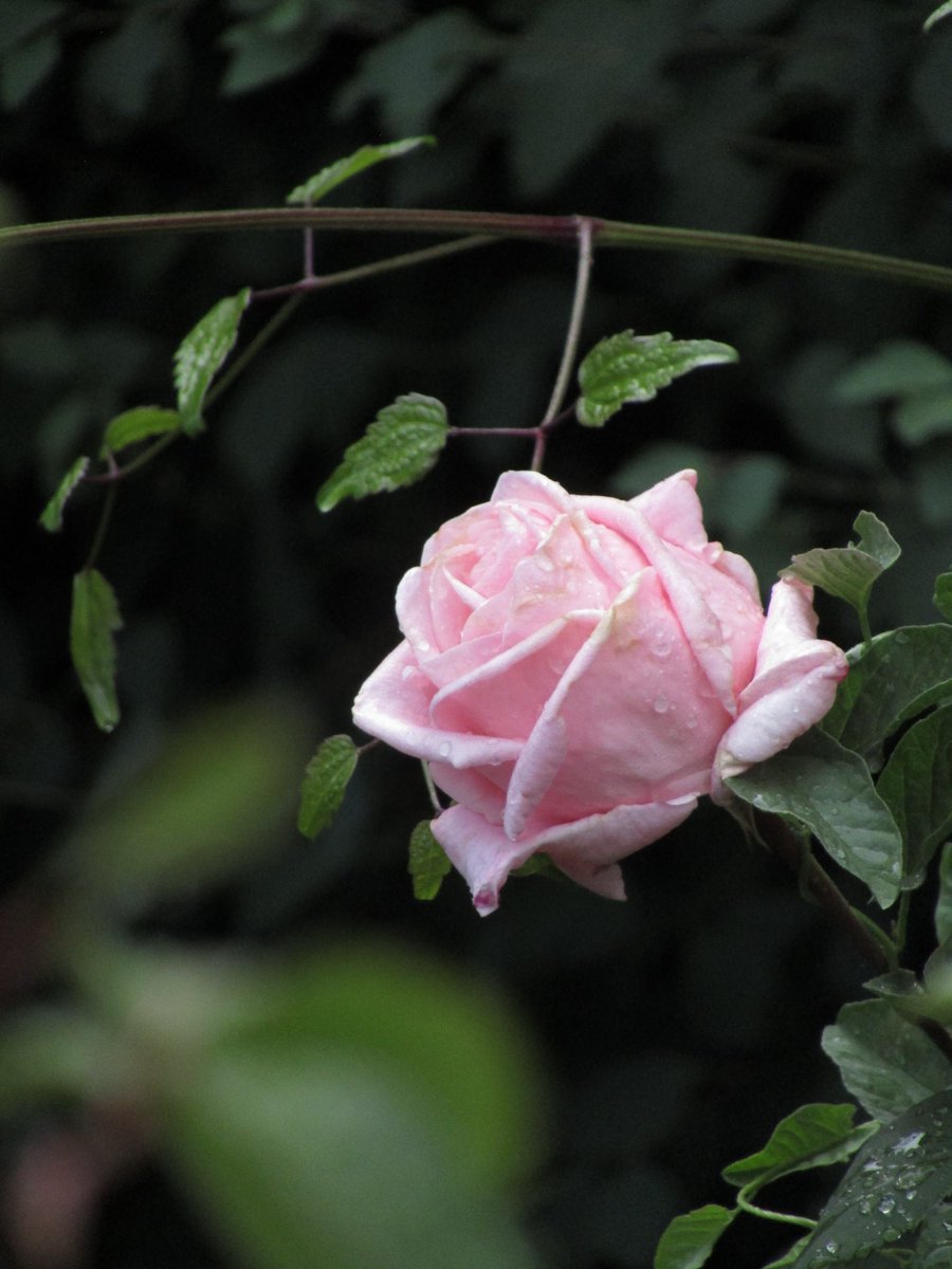 The rose 🙂✌️
#photography #NaturePhotography #FlowerOfX #flowerphotography