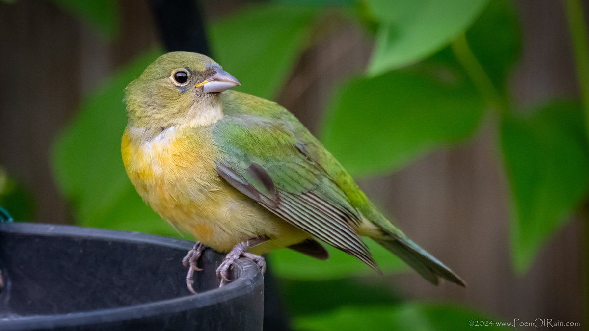 'Painted Bunting' #HTown #Houston #Bird #Birds #Birding #BirdWatching #Photography #BirdPhotography #BirdingPhotography #Nature #Wildlife #PoemOfRain #SpringMigration #Green