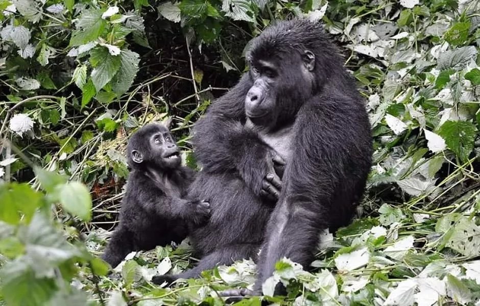 Female #gorillas carry 1 or 2 babies at a time & give birth after an 8.5 month gestation period. Happy 2 #visit them #Uganda 🇺🇬 📩jungleridesafaris@gmail.com #VisitUganda #TravelGoals #HolidayFeeling #Fly #USA #BestFriend #CoupleGoals #FriendshipGoals #Travel #ACF2024 #Kigali