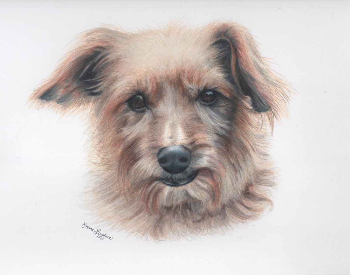 'Murphy'
A commissioned colored pencil portrait from 2021. #dogs #dogsinart #customdogart #petportraits #reallsticdogportraits